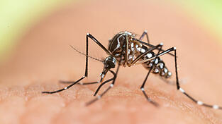 Vermehrt kommen auch invasive Arten, etwa die Asiatische Tigermücke, im Landkreis vor. Ihre Stiche verursachen nicht nur einen unangenehmen Juckreiz sondern können auch tropische Krankheiten wie Malaria übertragen. Vermehrt kommen auch invasive Arten, etwa die Asiatische Tigermücke, im Landkreis vor. Ihre Stiche verursachen nicht nur einen unangenehmen Juckreiz sondern können auch tropische Krankheiten wie Malaria übertragen.