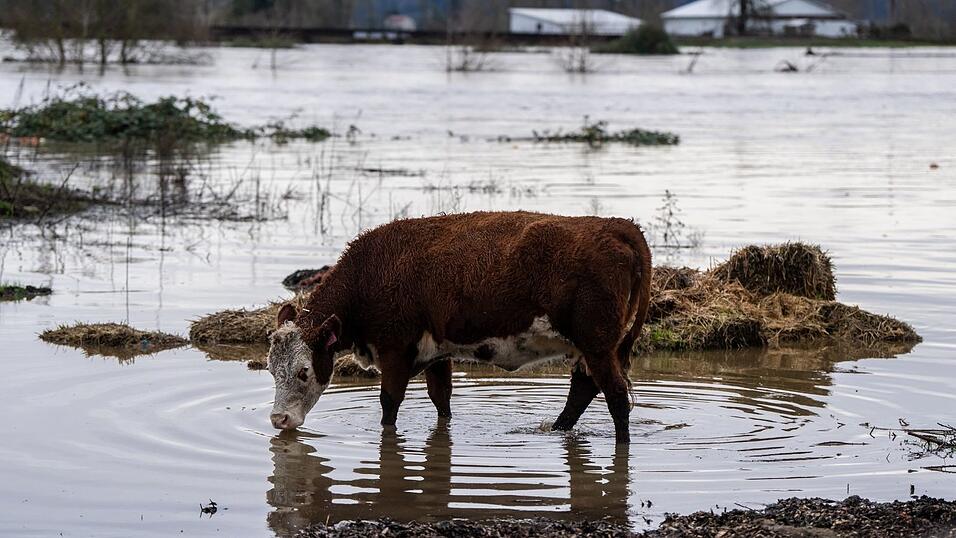 Auch Hunderte Tiere waren vor den Wassermassen in Sicherheit gebracht. Auch Hunderte Tiere waren vor den Wassermassen in Sicherheit gebracht.
