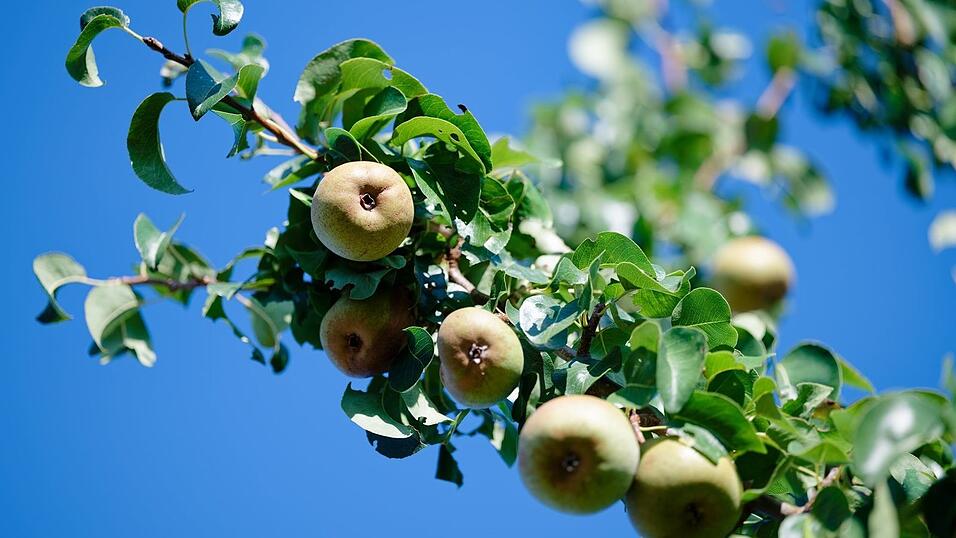 Nach ersten vorl&auml;ufigen Sch&auml;tzungen erwarten die Obstbaubetriebe 2026 eine gute Birnenernte. (Archivbild)