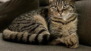 Aton war eine von f&uuml;nf Katzen, die innerhalb von zwei Monaten in der N&auml;he des Friedhofs St. Michael verschwunden sind. Trotz einer Belohnung von 7.200 Euro, die Katzenfreunde innerhalb kurzer Zeit gesammelt haben, sind bisher keine Hinweise auf die T&auml;ter eingegangen.