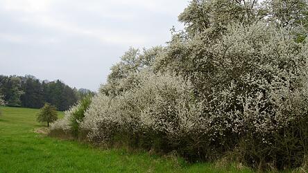 Struktur- und artenreiche Hecken bilden Heimat und Unterschlupf für viele Tierarten. Struktur- und artenreiche Hecken bilden Heimat und Unterschlupf für viele Tierarten.