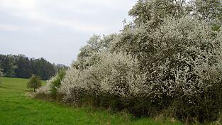 Struktur- und artenreiche Hecken bilden Heimat und Unterschlupf für viele Tierarten. Struktur- und artenreiche Hecken bilden Heimat und Unterschlupf für viele Tierarten.