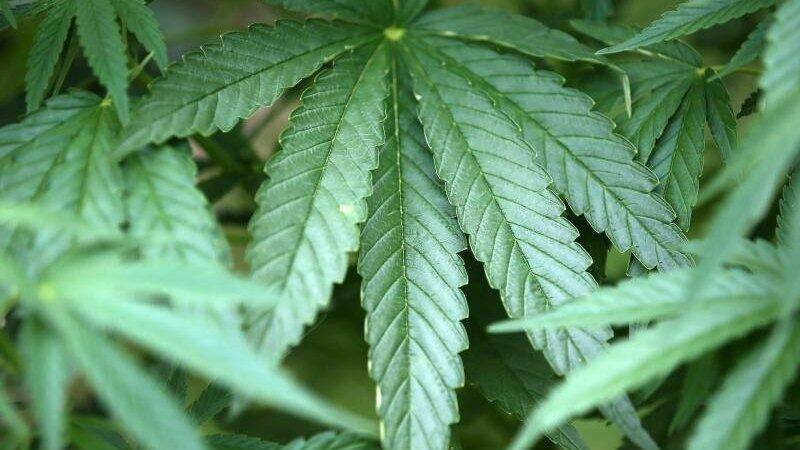 Im Landkreis Freising wurden zwei mutmaßliche Drogendealer festgenommen. (Symbolbild) Im Landkreis Freising wurden zwei mutmaßliche Drogendealer festgenommen. (Symbolbild)