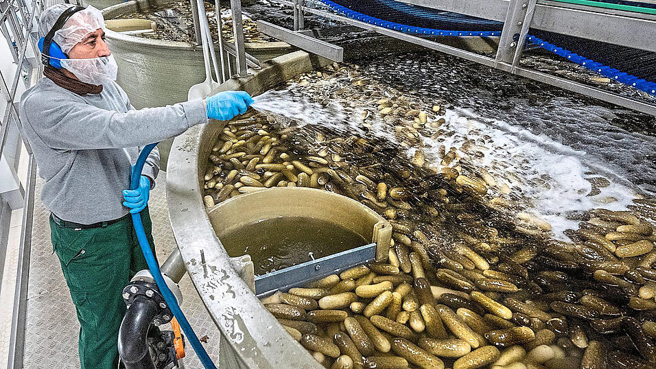 In einer Salzlake lagert Develey die Gurken bis zur Weiterverarbeitung. Seit einem Jahr gelangt das Abwasser nicht mehr in den Kanal, sondern durch den Winterdienst auf niederbayerische Stra&szlig;en.