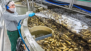 In einer Salzlake lagert Develey die Gurken bis zur Weiterverarbeitung. Seit einem Jahr gelangt das Abwasser nicht mehr in den Kanal, sondern durch den Winterdienst auf niederbayerische Straßen. In einer Salzlake lagert Develey die Gurken bis zur Weiterverarbeitung. Seit einem Jahr gelangt das Abwasser nicht mehr in den Kanal, sondern durch den Winterdienst auf niederbayerische Straßen.