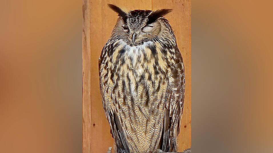 Gonzo sitzt dem Trubel eher gelassen gegen&uuml;ber.