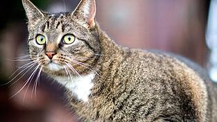Eine Katze ist in Konzell an einer Vergiftung gestorben. (Symbolbild)