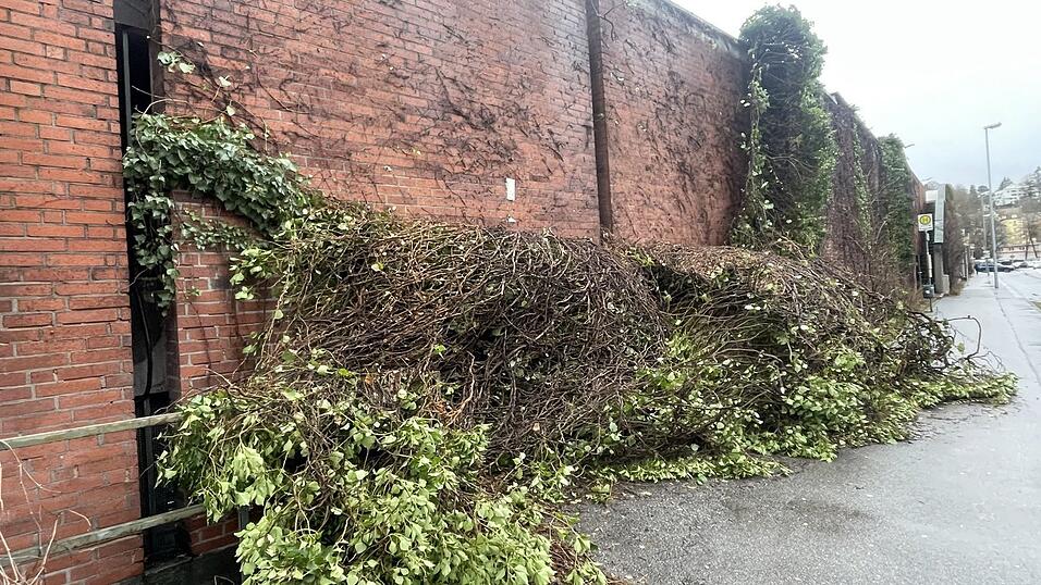 Am Freitagvormittag zeigten sich einige harmlose Folgen des Gewitters. Auf den Straßen im gesamten Landkreis lagen Äste und Schmutz. Zusätzlich riss der Wind die Außenbegrünung am Karstadtgebäude herunter. Am Freitagvormittag zeigten sich einige harmlose Folgen des Gewitters. Auf den Straßen im gesamten Landkreis lagen Äste und Schmutz. Zusätzlich riss der Wind die Außenbegrünung am Karstadtgebäude herunter.
