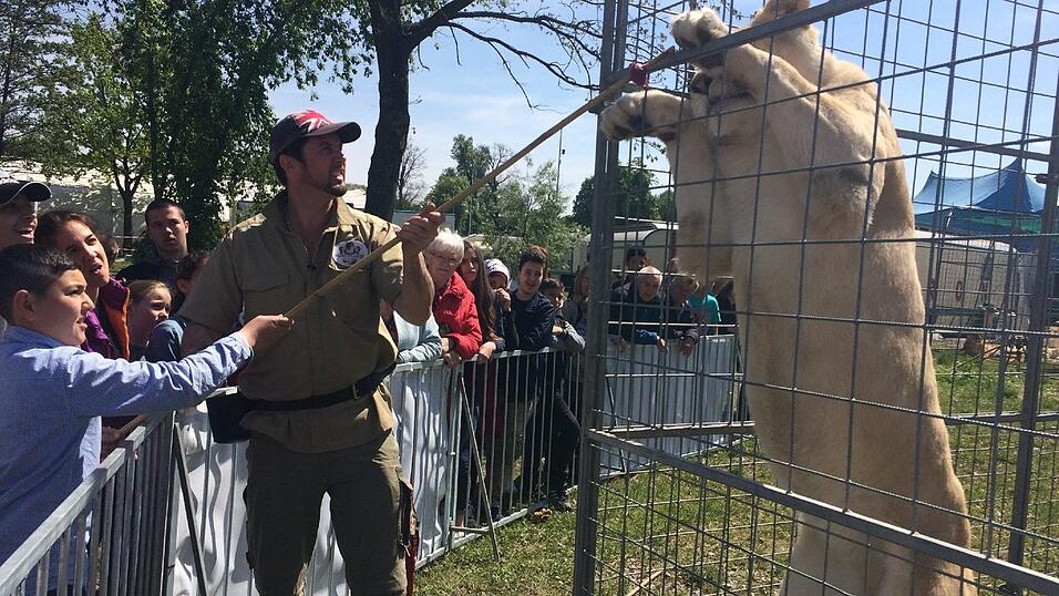 Auch die kleinen Besucher dürfen einmal die Löwen füttern - mit genug Abstand versteht sich. Auch die kleinen Besucher dürfen einmal die Löwen füttern - mit genug Abstand versteht sich.