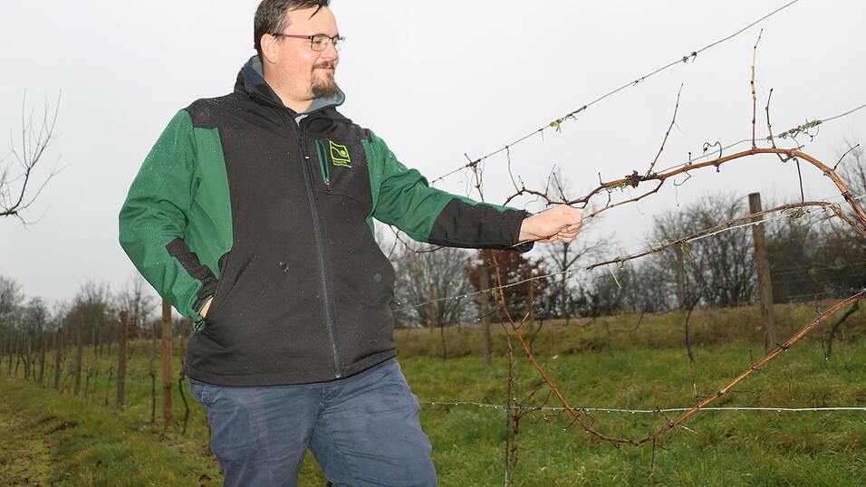 Zurückgeschnitten und ohne Blätter - der Wein ist schon in der Winterruhe.