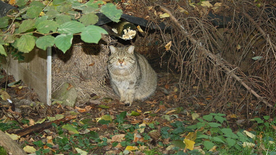 Wildkatze Paulchen lugt aus ihrem Versteck.