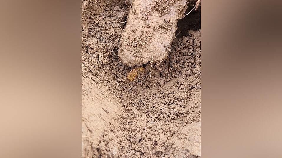 Arch&auml;ologen entdeckten danach weitere M&uuml;nzen an der Fundstelle. (Handout)