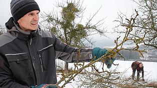 Kreisfachberater Harald G&ouml;tz mit einem abgeschnittenen Ast, aus dem Mistelbl&auml;tter wachsen. Im Hintergrund zu sehen ist ein sehr stark von Misteln befallener Obstbaum. V&ouml;gel verbreiten die klebrigen Samen.