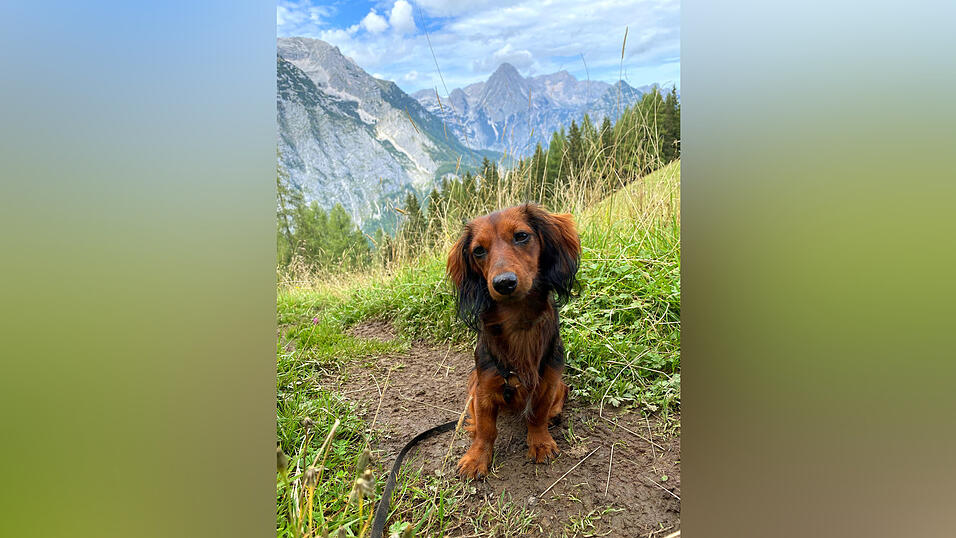 Mira ist ein richtiger Gebirgsdackel. Der kleine Vierbeiner kann im Urlaub teilweise bis zu 20 Kilometer am Tag zur&uuml;cklegen.