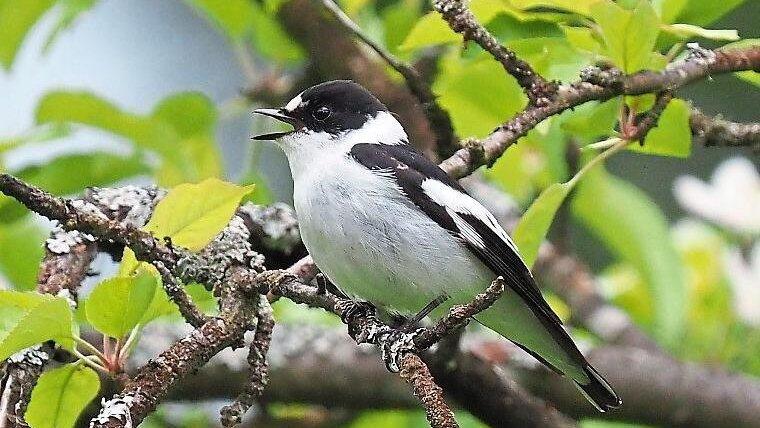 Der Halsbandschnäpper Der Halsbandschnäpper