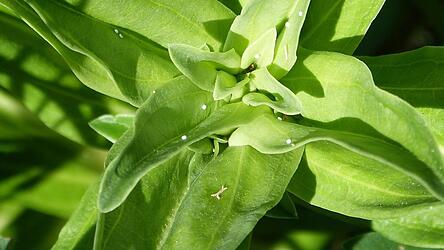 Abgelegte Eier des Bläulings.