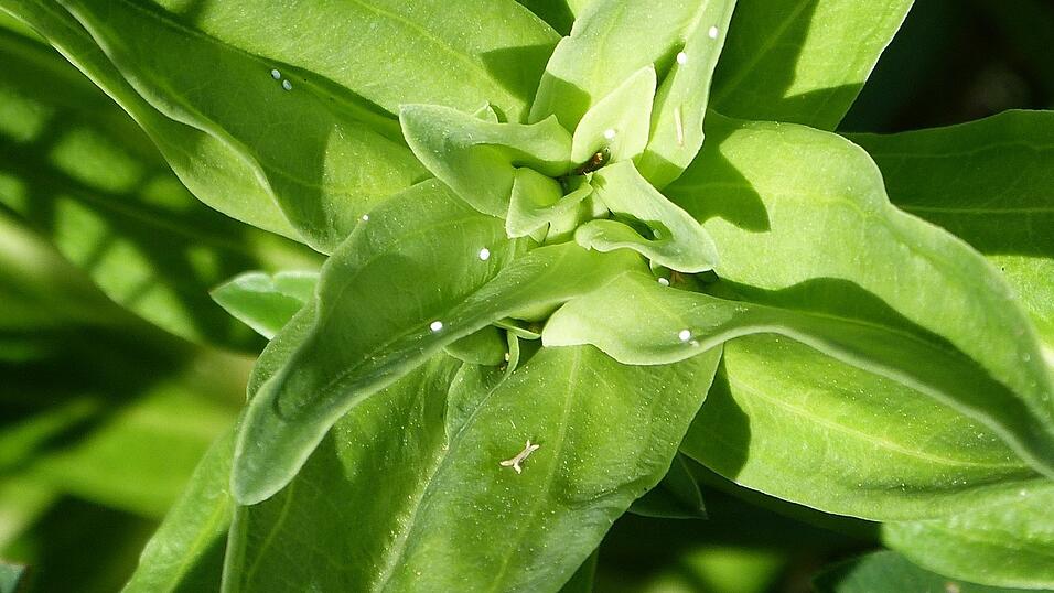 Abgelegte Eier des Bläulings. Abgelegte Eier des Bläulings.