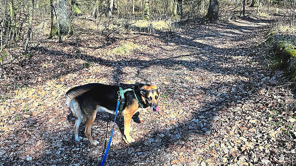 Im Wald hat ein Hund angeleint zu sein, damit er auf den Wegen bleibt und nicht in die R&uuml;ckzugsr&auml;ume des Wildes eindringt.