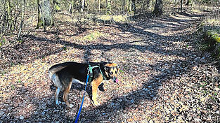 Im Wald hat ein Hund angeleint zu sein, damit er auf den Wegen bleibt und nicht in die R&uuml;ckzugsr&auml;ume des Wildes eindringt.