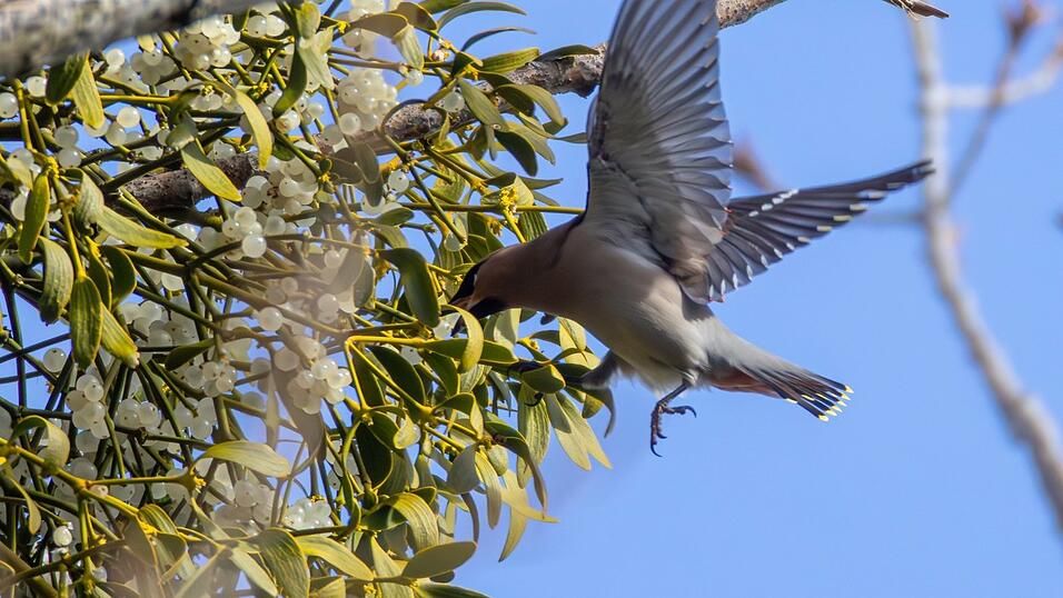 Ein Seidenschwanz, der im Flug eine Mistel besucht: Die seltenen Winterg&auml;ste laben sich an den Fr&uuml;chten des Halbschmarotzers.