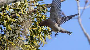 Ein Seidenschwanz, der im Flug eine Mistel besucht: Die seltenen Winterg&auml;ste laben sich an den Fr&uuml;chten des Halbschmarotzers.