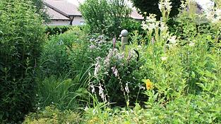 Einen Naturgarten wie diesen zeichnet eine große Vielfalt an verschiedenen Pflanzenarten aus. Einen Naturgarten wie diesen zeichnet eine große Vielfalt an verschiedenen Pflanzenarten aus.