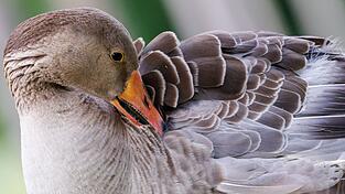 In Regensburg ist unter anderem bei einer Graugans die Vogelgrippe festgestellt worden. (Symbolbild) In Regensburg ist unter anderem bei einer Graugans die Vogelgrippe festgestellt worden. (Symbolbild)