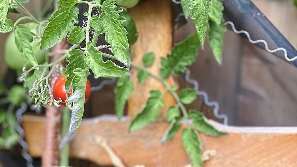Das schmeckt nicht jedem: Tomaten frisch vom Grab.