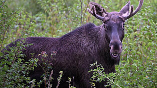 Elch 'Emil' ist im Bayerischen Wald unterwegs. Zuvor wurde er in Niederösterreich gesichtet. Dort ist das Bild entstanden.