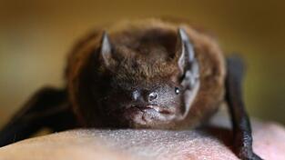 Bei einer Breitfl&uuml;gelfledermaus in W&uuml;rzburg ist das Tollwutvirus nachgewiesen worden. (Symbolbild: Zwergfledermaus)
