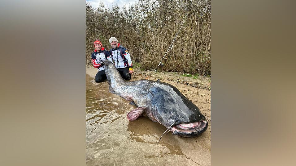 Zwei Angler in Polen haben einen fast drei Meter langen Wels gefangen. (Foto Handout) Zwei Angler in Polen haben einen fast drei Meter langen Wels gefangen. (Foto Handout)