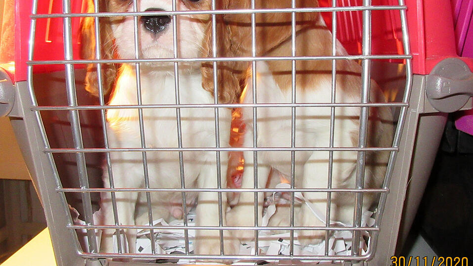 Diese Welpen sind in einem Opel entdeckt worden. Diese Welpen sind in einem Opel entdeckt worden.