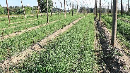 Untersaaten oder Zwischenfr&uuml;chte im Hopfen bringen viele n&uuml;tzliche Vorteile mit sich. Soll und will die Gemeinde dies finanziell unterst&uuml;tzen?