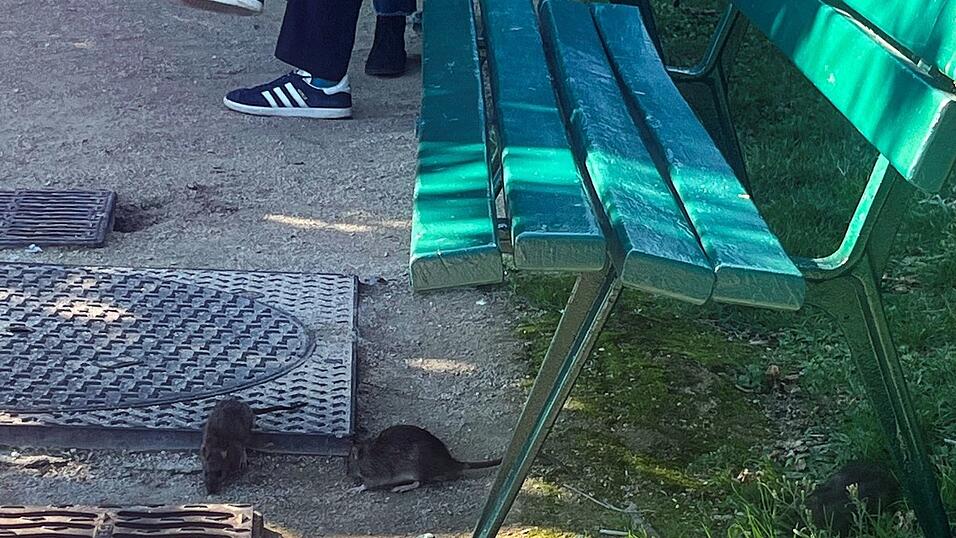 Vielerorts in Paris geh&ouml;ren Ratten praktisch zum Stadtbild.