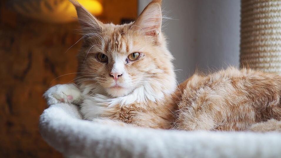 Auch an den sechs tierischen Bewohner des Regensburger Katzentempels geht Corona nicht spurlos vorbei. Die angeordnete Schließung der Gastronomie hat das Leben der Samtpfoten auf den Kopf gestellt. Wo sind bloß all die Spielkameraden hin? Auch an den sechs tierischen Bewohner des Regensburger Katzentempels geht Corona nicht spurlos vorbei. Die angeordnete Schließung der Gastronomie hat das Leben der Samtpfoten auf den Kopf gestellt. Wo sind bloß all die Spielkameraden hin?