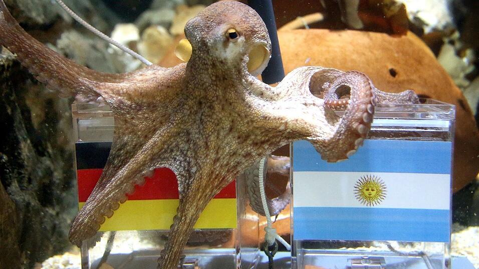 War ganz schön schlau: Krake Paul. War ganz schön schlau: Krake Paul.