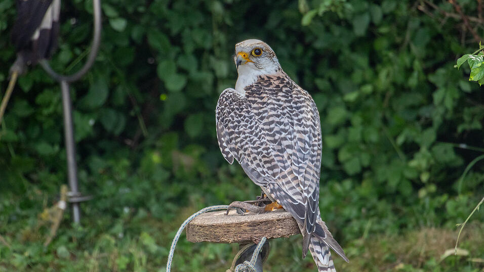 Am Samstag fand in Winzer das Burgfest statt.