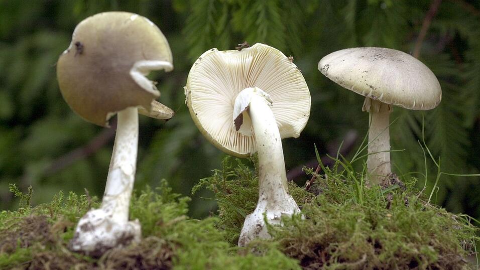 Der Grüne Knollenblätterpilz ist extrem giftig - und ähnelt harmlosen Champignons. (Archivbild)