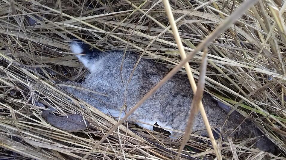 40 tote Hasen wurden vom Veterin&auml;ramt auch im Bereich Landshut-West an der A 92 best&auml;tigt. Laut Zeugen sollen es sogar noch mehr gewesen sein.