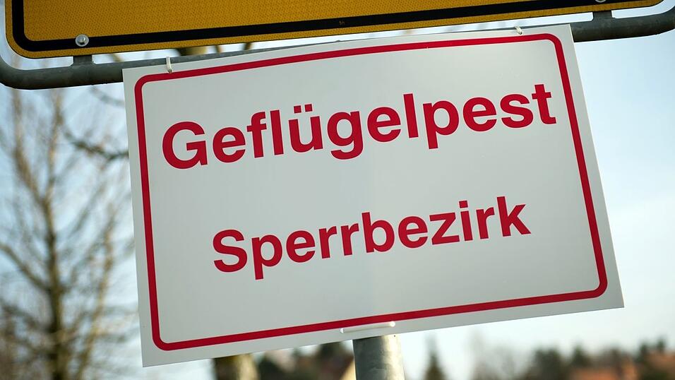 In Mittelfranken gibt es einen Verdacht auf Geflügelpest. (Archivbild) In Mittelfranken gibt es einen Verdacht auf Geflügelpest. (Archivbild)