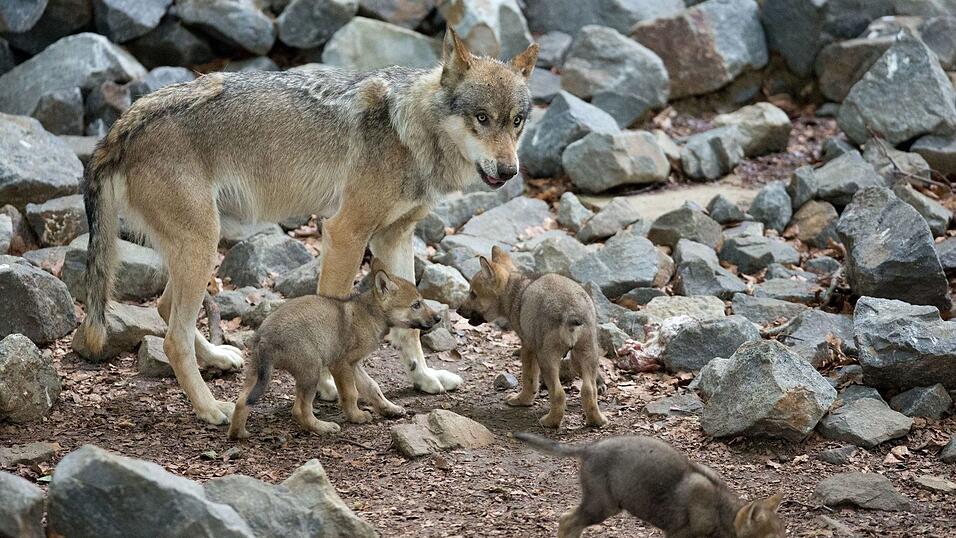 Rund 14 Monate nach ihrem Inkrafttreten ist die umstrittene bayerische Wolfsverordnung womöglich wieder Geschichte. (Archivbild) Rund 14 Monate nach ihrem Inkrafttreten ist die umstrittene bayerische Wolfsverordnung womöglich wieder Geschichte. (Archivbild)