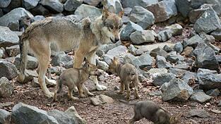 Rund 14 Monate nach ihrem Inkrafttreten ist die umstrittene bayerische Wolfsverordnung wom&ouml;glich wieder Geschichte. (Archivbild)