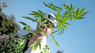 Ein Mann trägt eine Hanfpflanze. Damit Minderjährige nicht mit der Droge oder mit hochprozentigem Alkohol auf dem „Chiemsee Reggae Summer“ 2026 in Berührung kommen, gibt es eine Altersbeschränkung.