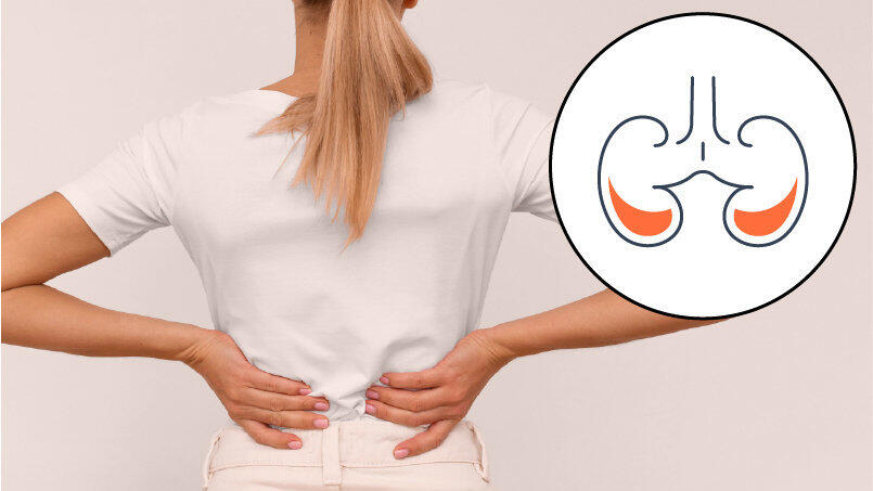 Die Nieren filtern das Blut und entgiften es. Der produzierte Urin wird dann an die Blase weitergeleitet. 