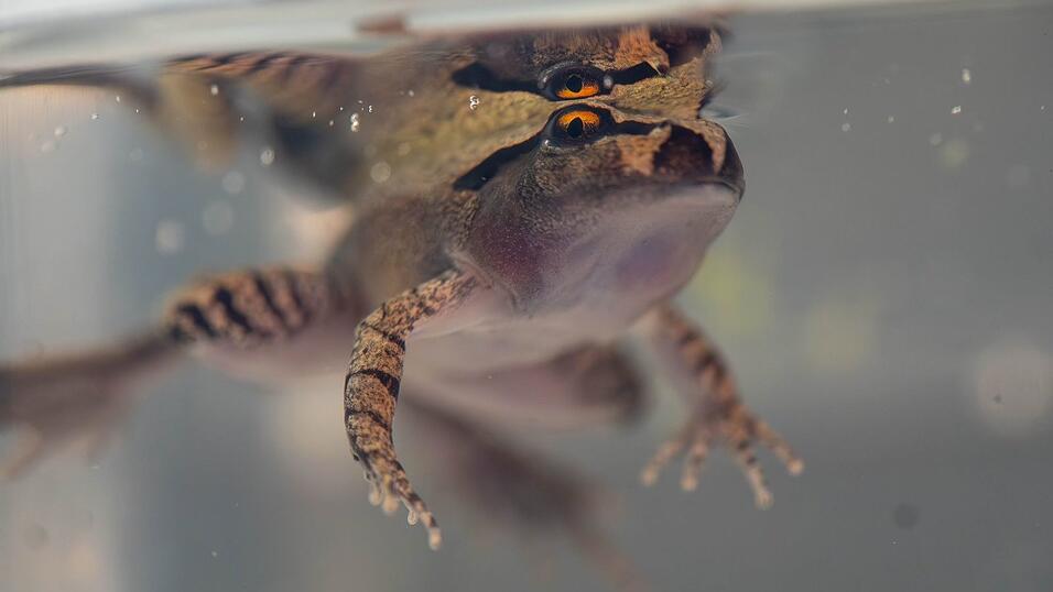 Der Südliche Stotterfrosch ist derzeit bei Aussie Ark in allen Entwicklungsstufen zu sehen, auch während der Metamorphose. Der Südliche Stotterfrosch ist derzeit bei Aussie Ark in allen Entwicklungsstufen zu sehen, auch während der Metamorphose.