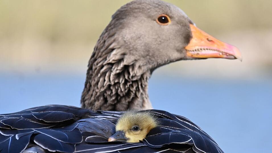 In Oberbayern ist die Vogelgrippe bei fünf verendeten Graugänsen nachgewiesen worden. (Symbolbild)