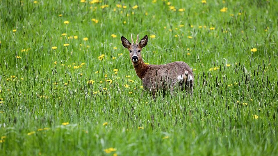 Ein Wilderer hat einen Rehbock erschossen. (Symbolbild)