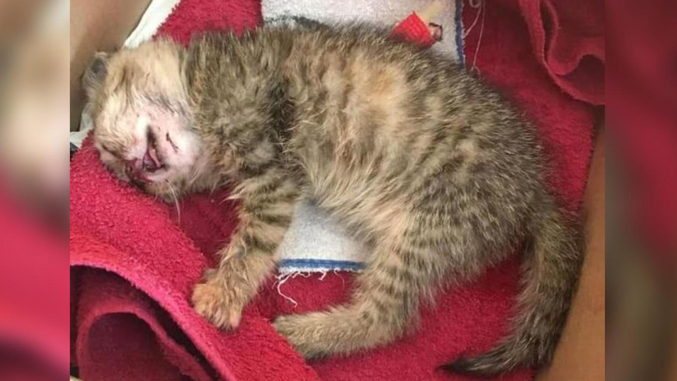 Die Babykatze Fluffy kam mit einer Kopfverletzung nach einem Unfall ins Tierheim.