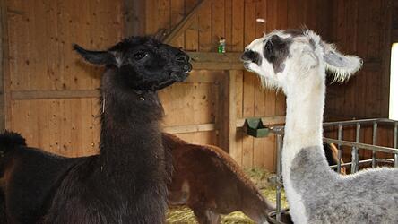 Die Lamas Norris und Dorli: Bei den Giglers gibt es nur männliche Tiere, die alle kastriert sind.