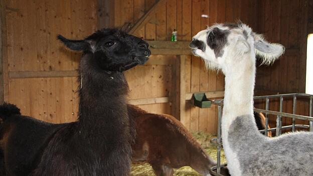 Die Lamas Norris und Dorli: Bei den Giglers gibt es nur männliche Tiere, die alle kastriert sind.